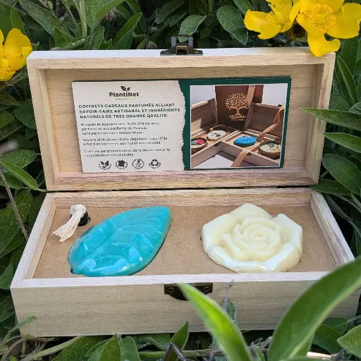 Coffret parfumé - Savons Le Rafraîchissant et Le Purifiant